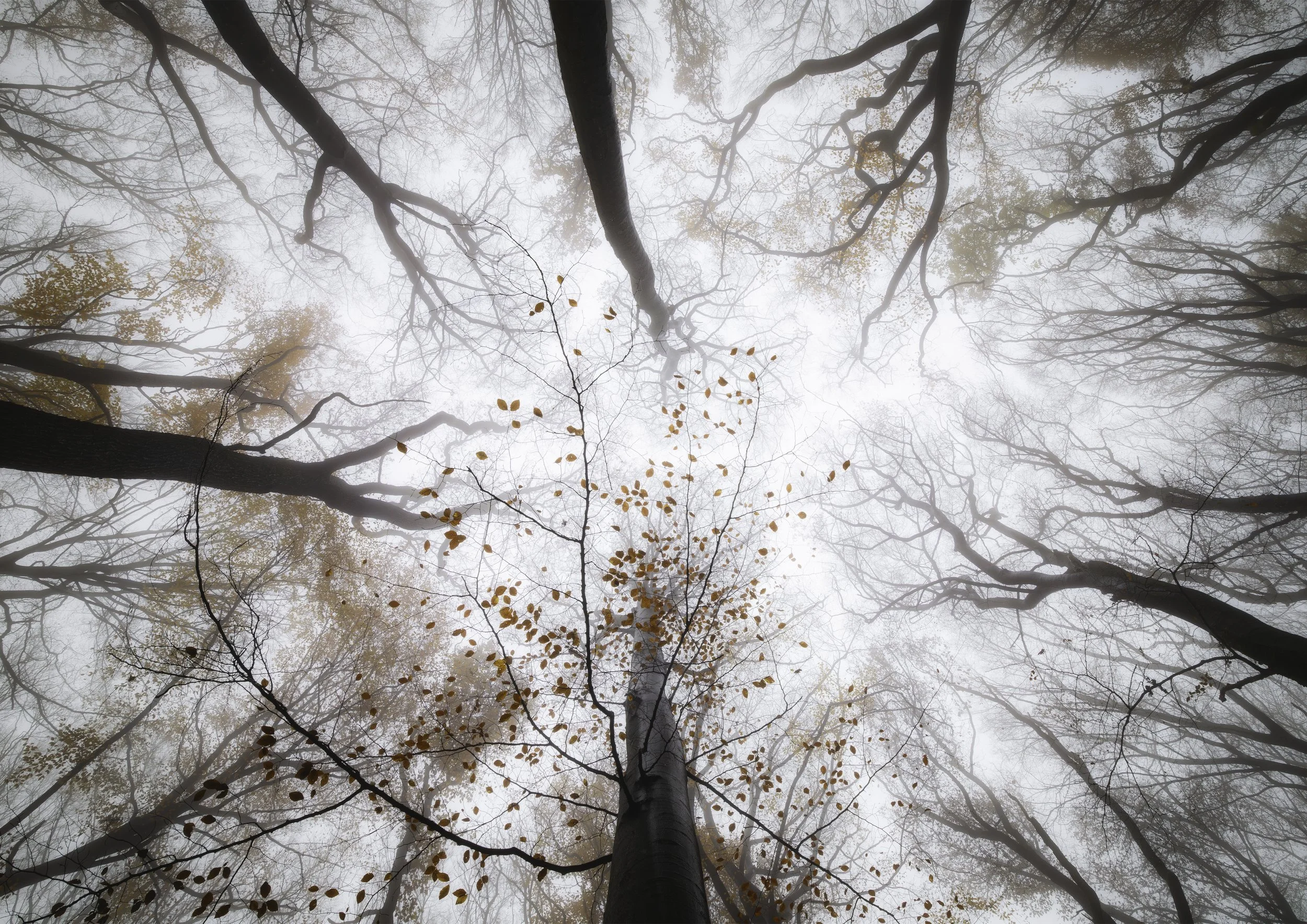 Blätterdach DIN.jpg