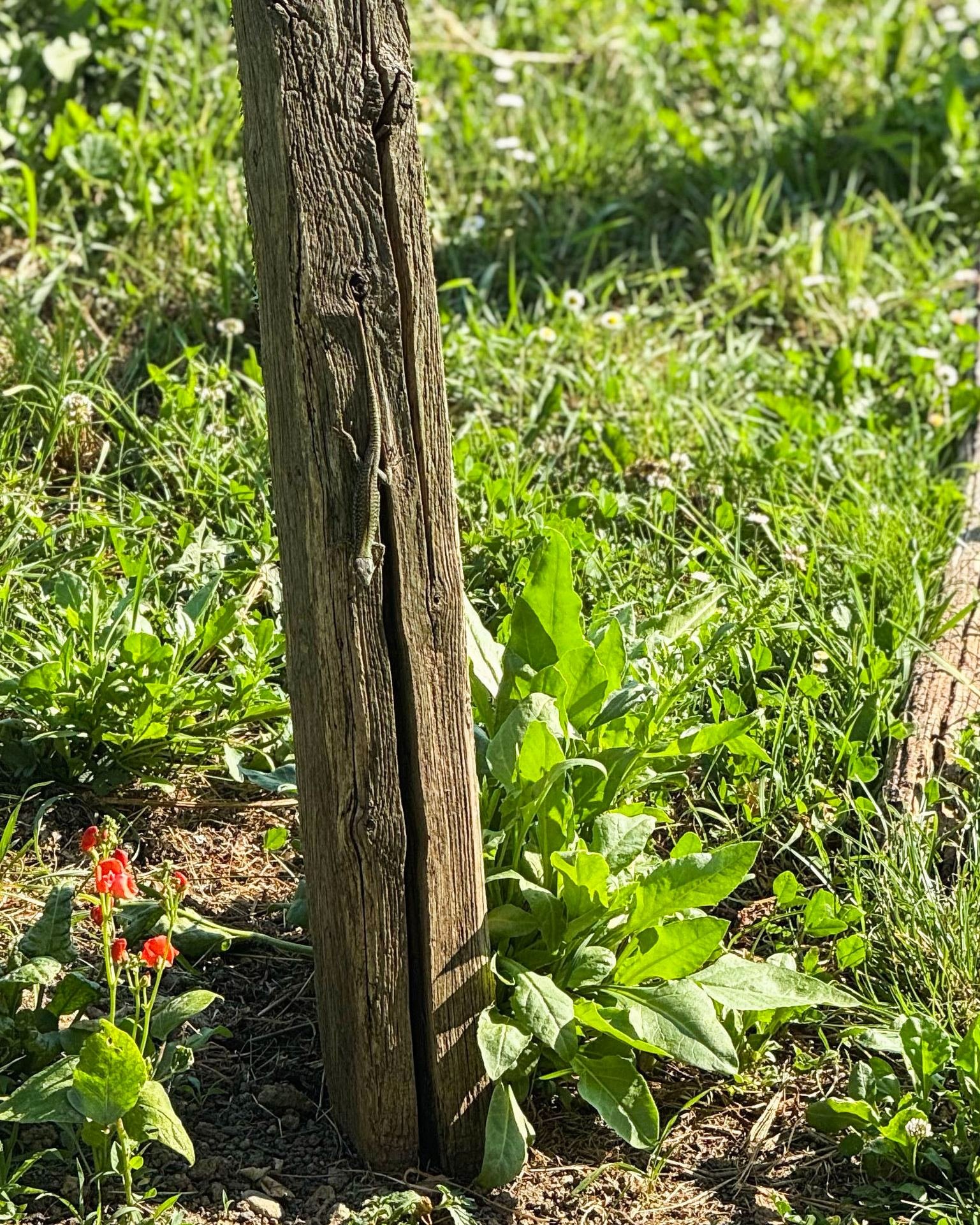 Spot the lizard! 🦎

One of our tiny garden residents was feeling a little camera shy and decided to blend into the vegetable garden.. 😂

🇫🇷 Trouvez le l&eacute;zard ! 🦎

L'un de nos petits habitants du jardin &eacute;tait un peu timide devant l'