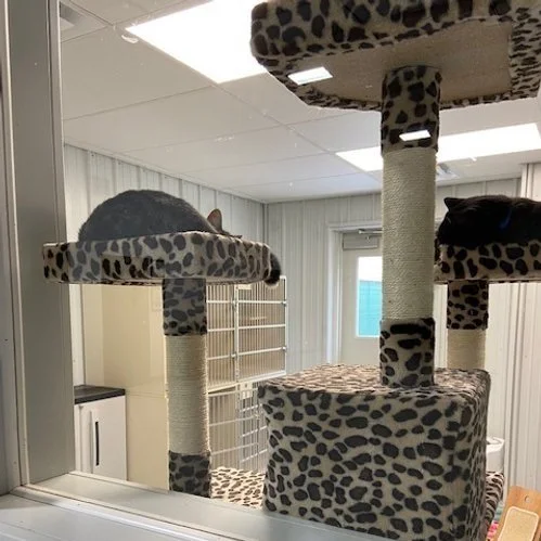 Cat Condo