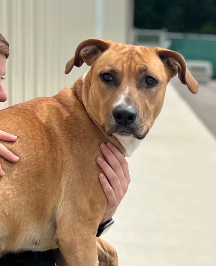 Adopt a Dog — Pound Buddies