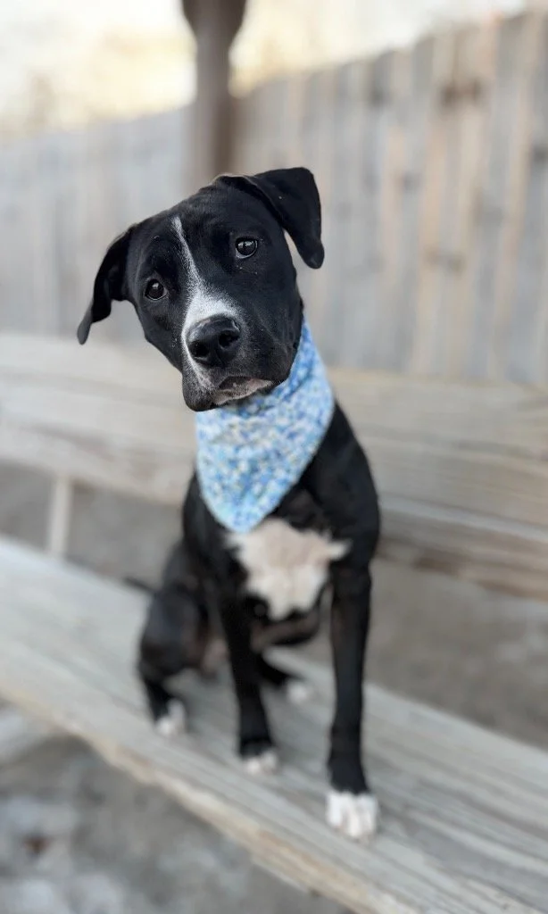 Shandy.jpg