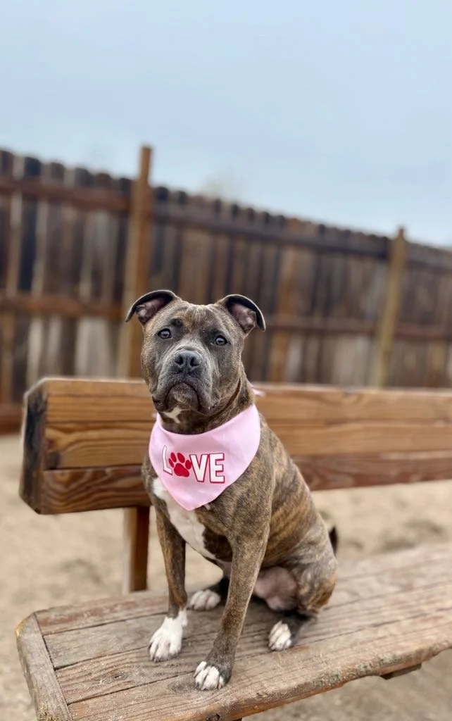 Harper-Luna (in foster)