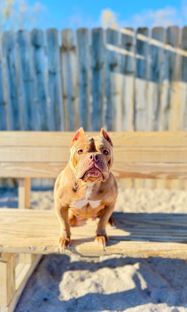 Roxie.jpg