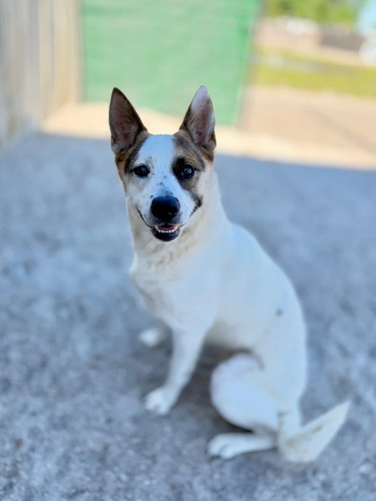 Stella