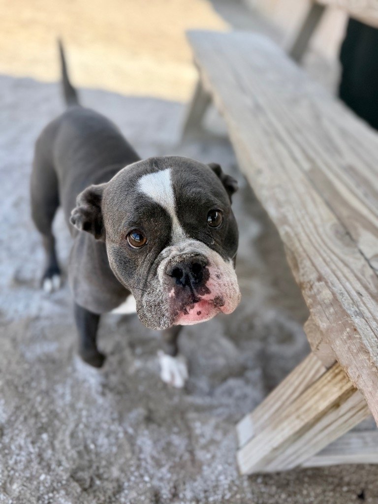 Bella (Bully)