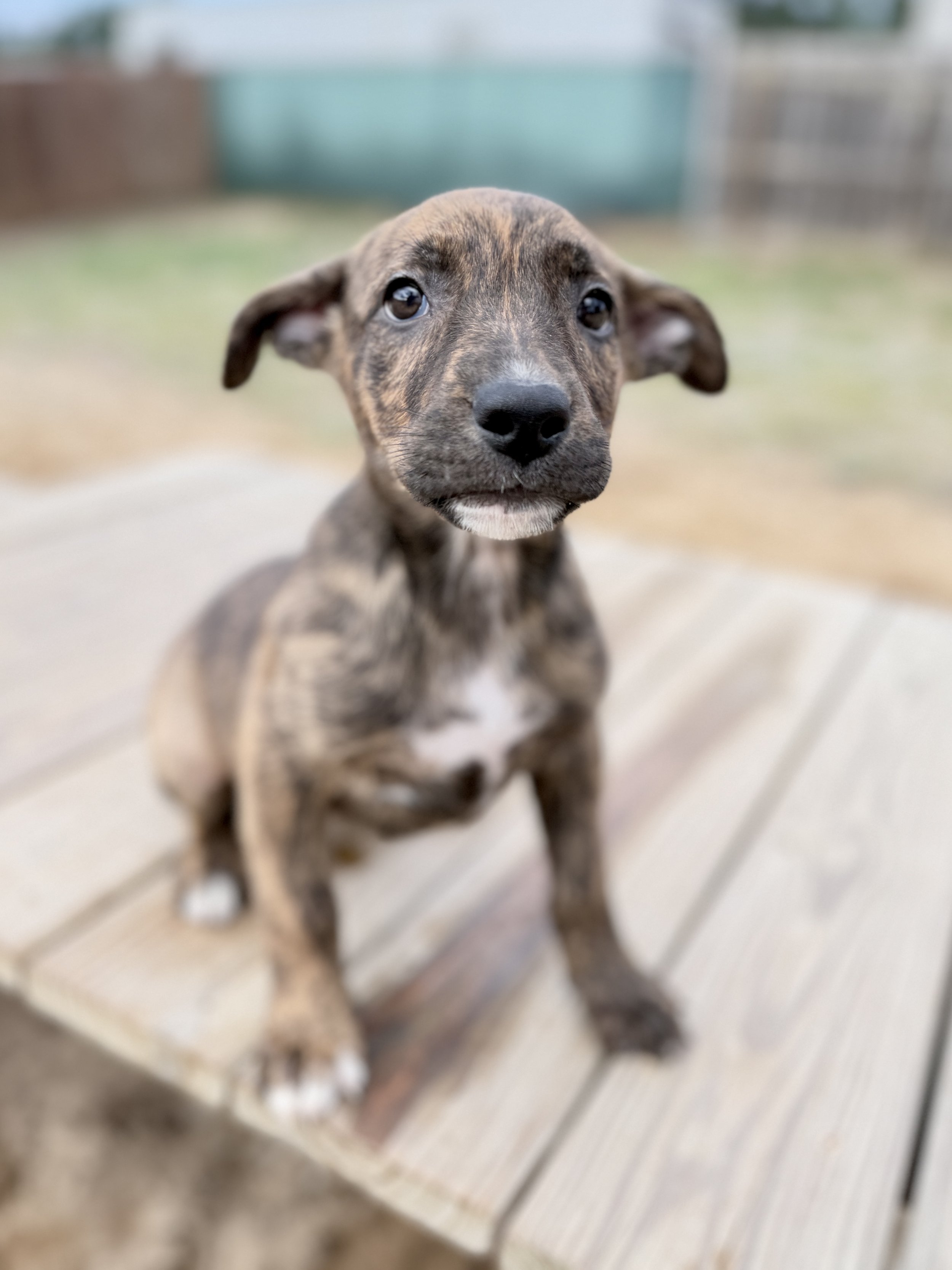 Amber (Ruby pup 1)