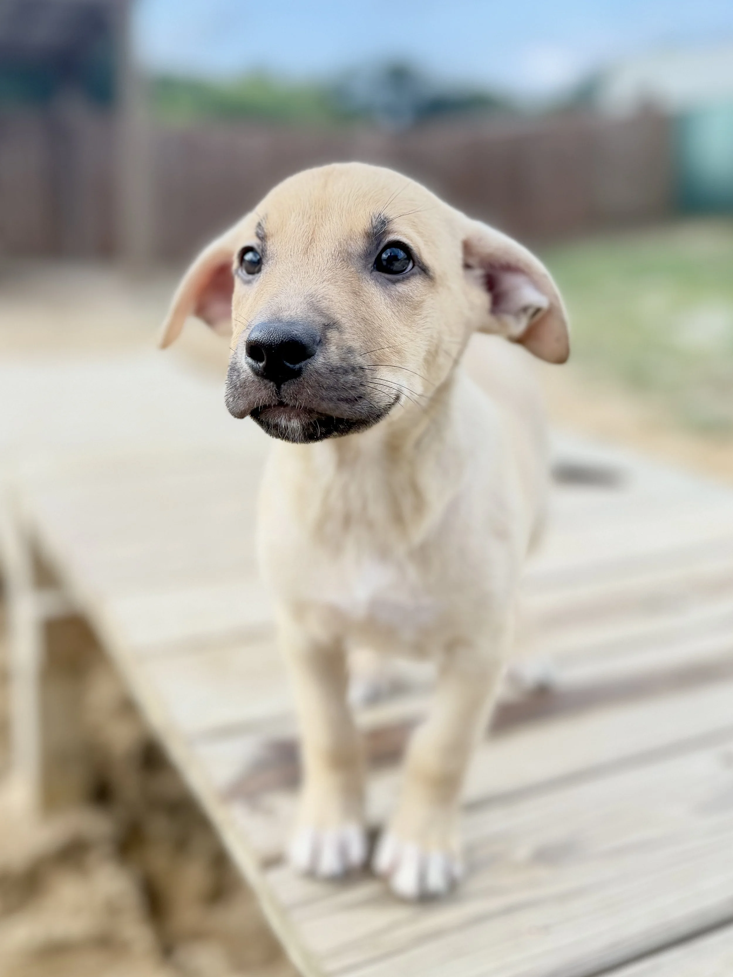 Onyx (Ruby pup 2)