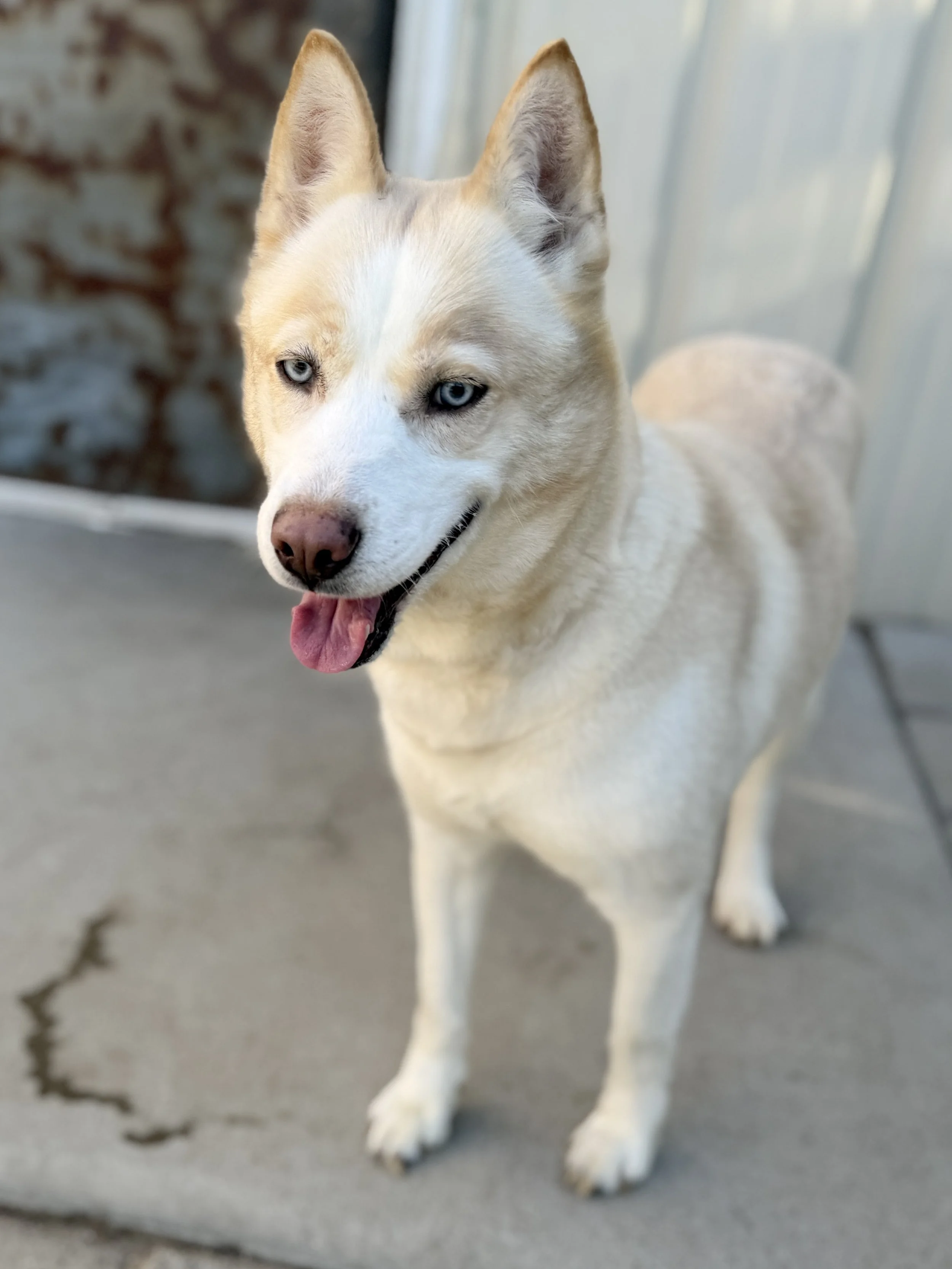 Shasta