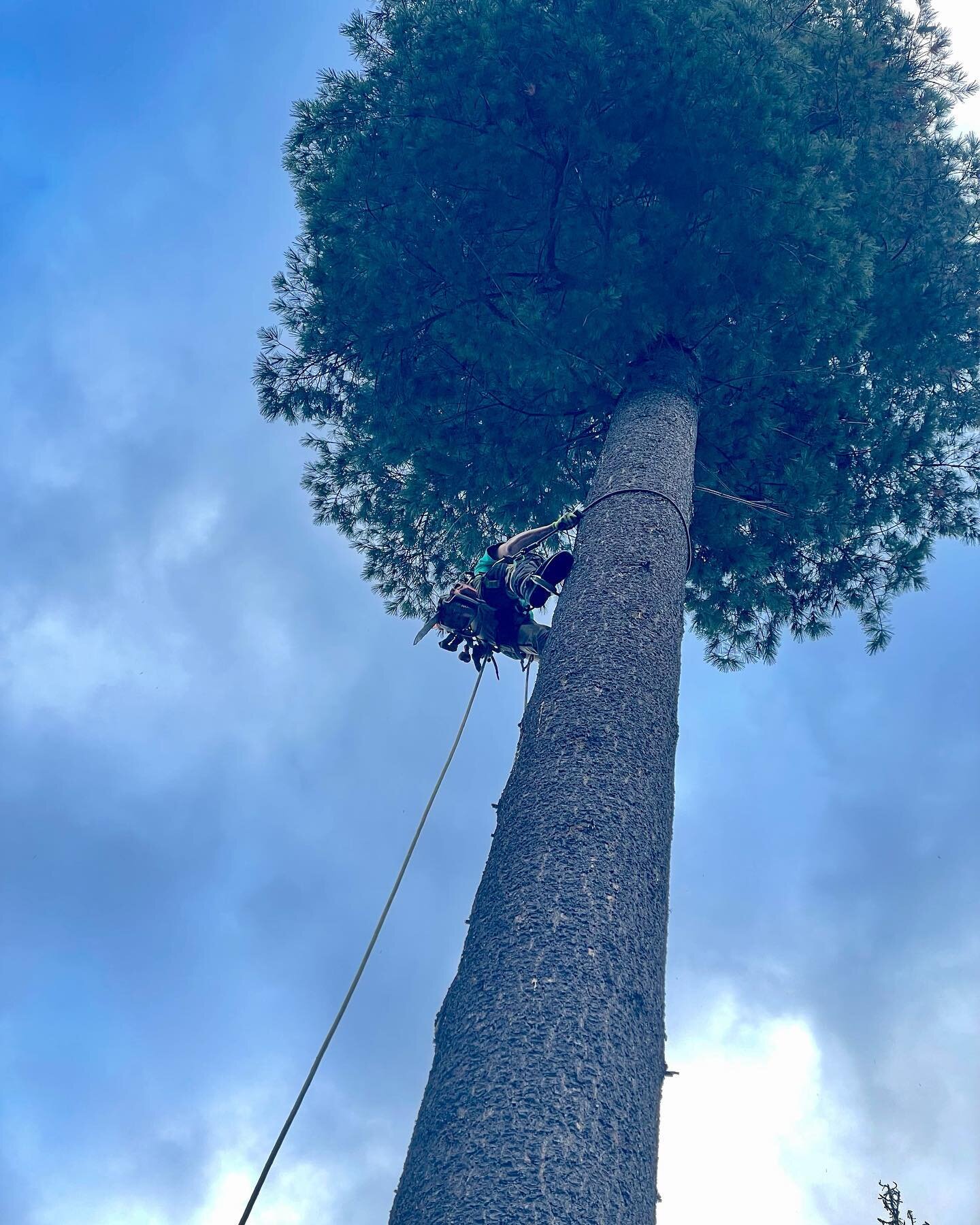 We&rsquo;re hiring!  Throw away your gym membership and come work with Sand Creek Tree Service. Lots of exercise, fresh air and competitive compensation.