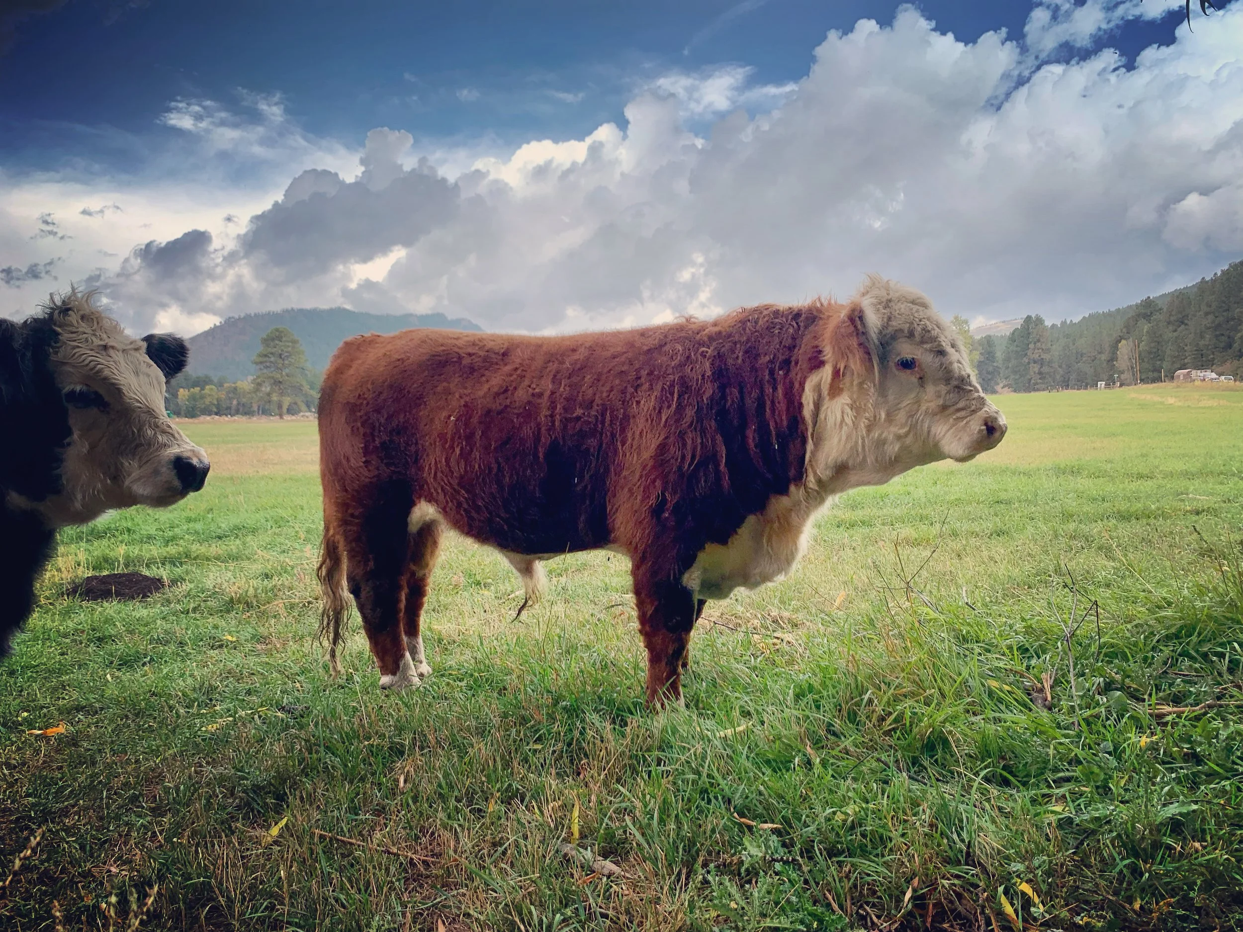 For Sale — Red Willow Farms