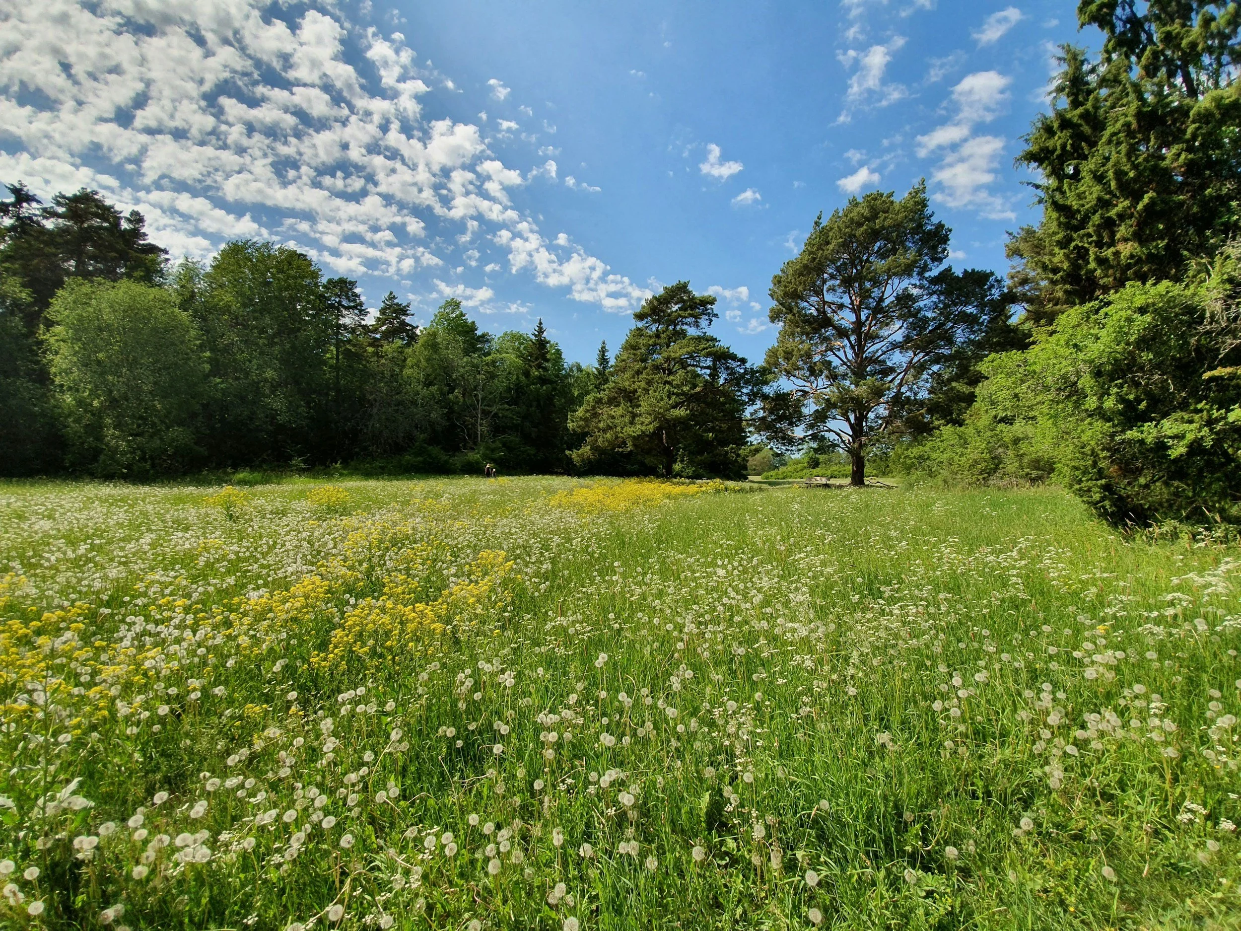 Rolling hills with yellow wildflowers, green grass, and distant fields under a clear blue sky.