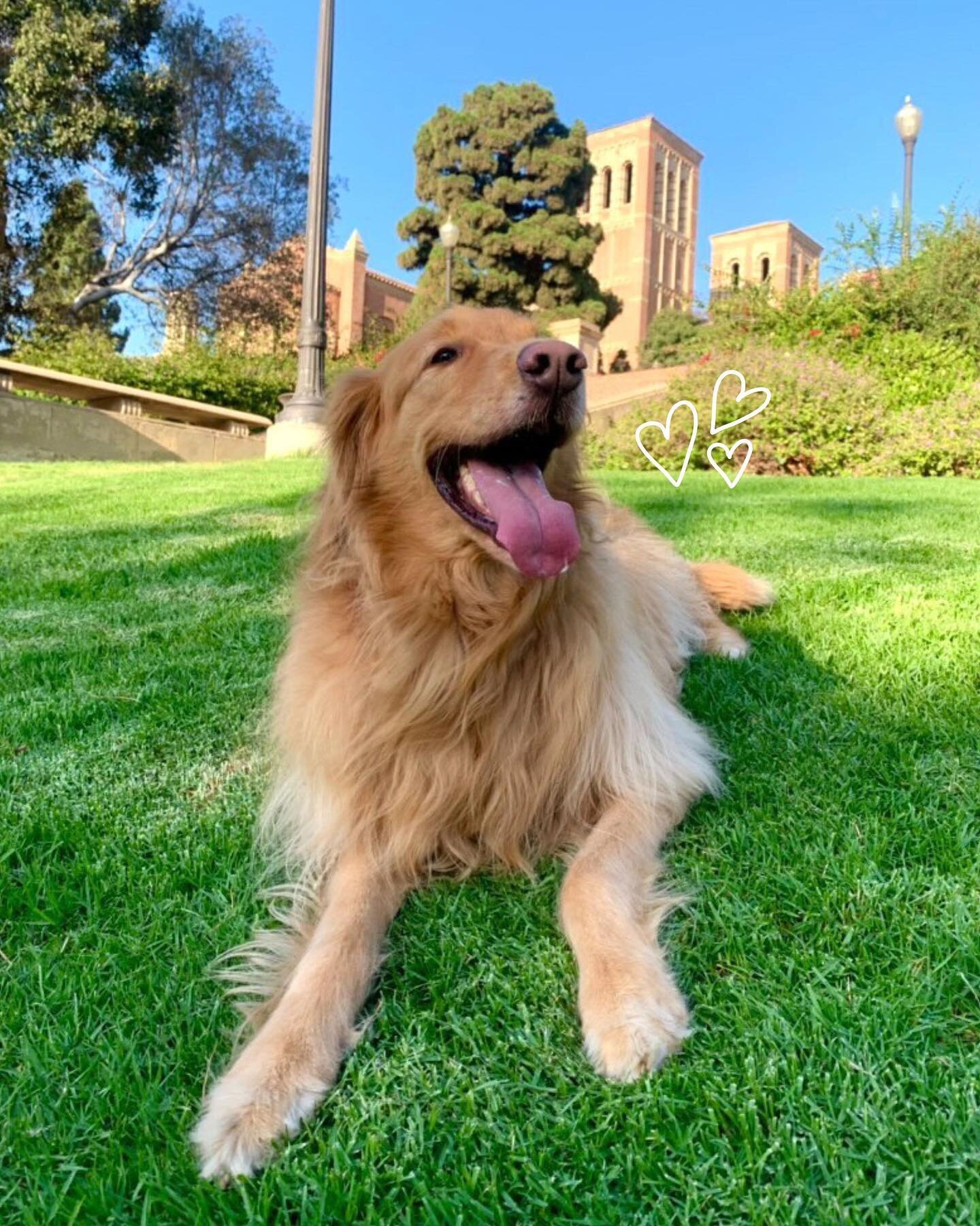 Get ahead of the midterm stress by unwinding with some furry friends 🐶 Stop by between 11am and 1pm tomorrow for our Wag the Dog event in the Court of Sciences 😉