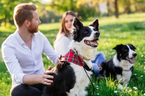 Students relaxing with therapy dogs on a grassy lawn during an outdoor wellness event