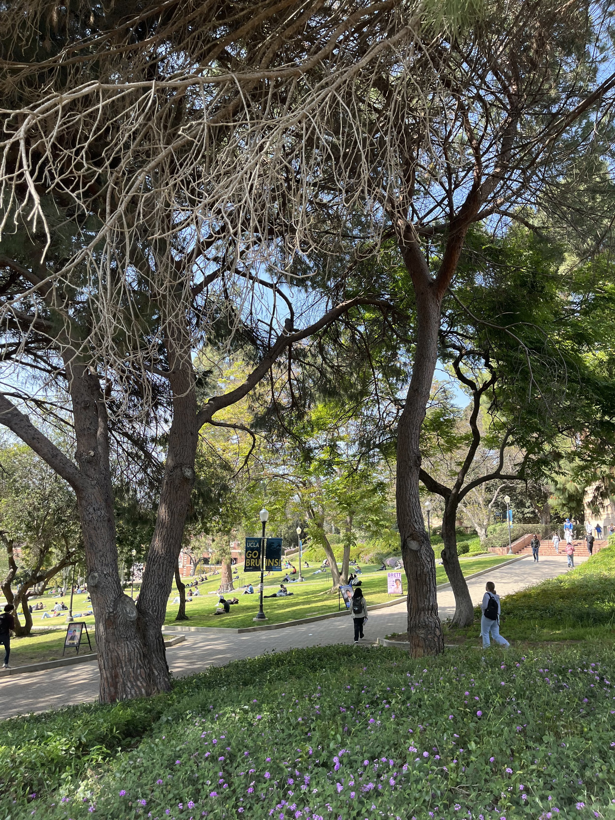 UCLA summer sessions