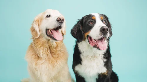 Two smiling therapy dogs, a Golden Retriever and a Bernese Mountain Dog, sitting side by side against a light blue background