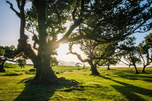 Sunlight streams through a grove of mature trees, casting long shadows across a lush green meadow during golden hour