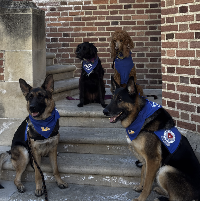 Four dogs wearing blue Ucla vests sitting on stairs outside building with brick wall background.