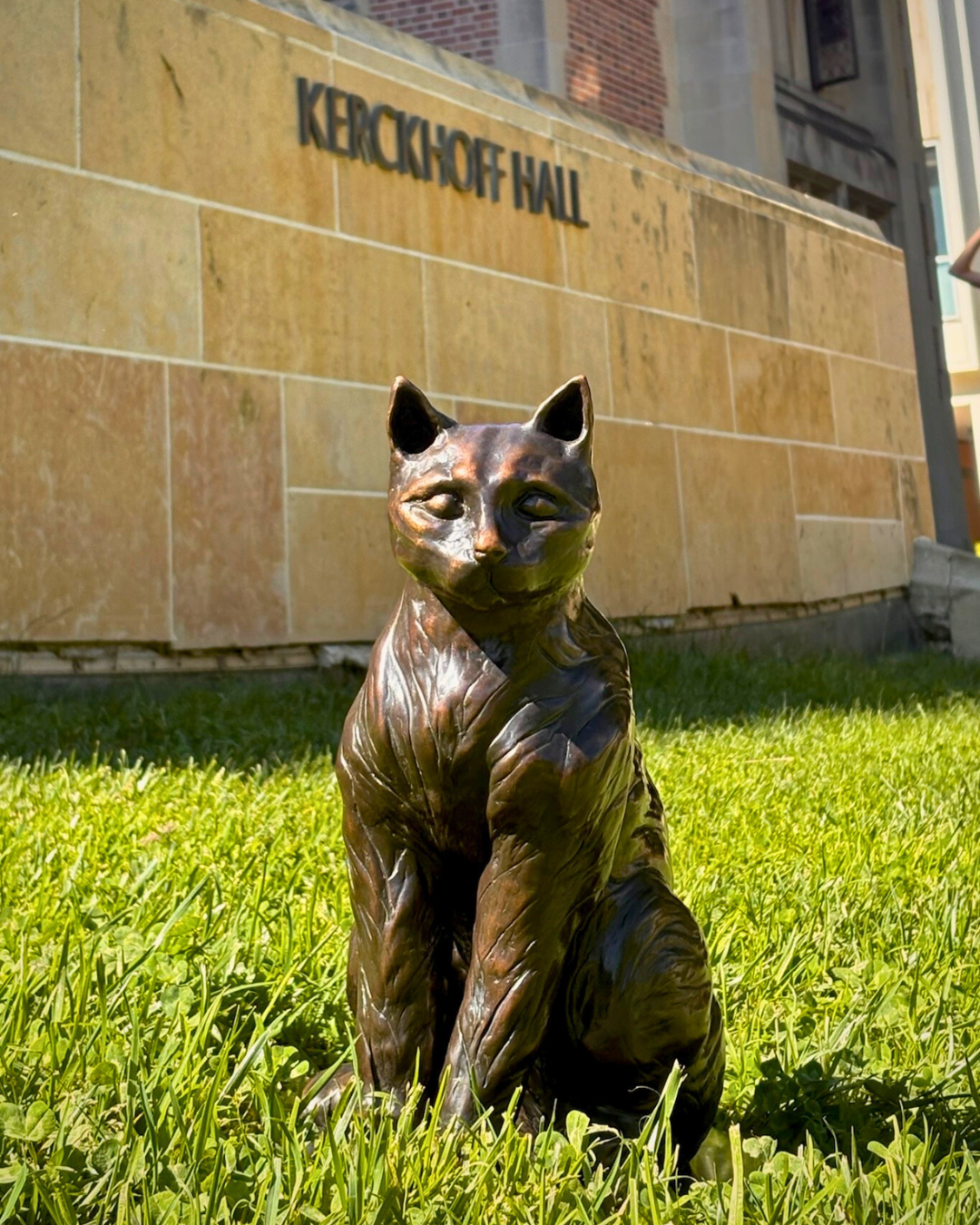 A bronze cat statue sitting on grass in front of a wall with the text "Kerckhoff Hall."