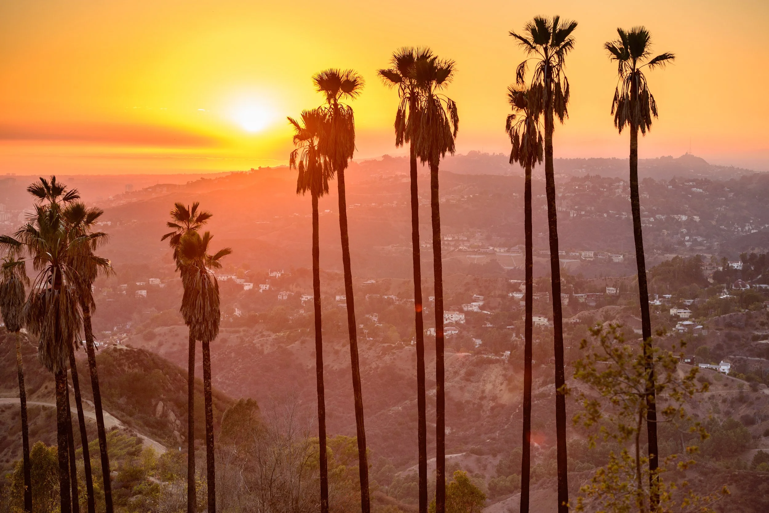 Palm trees at sunset in front of hills