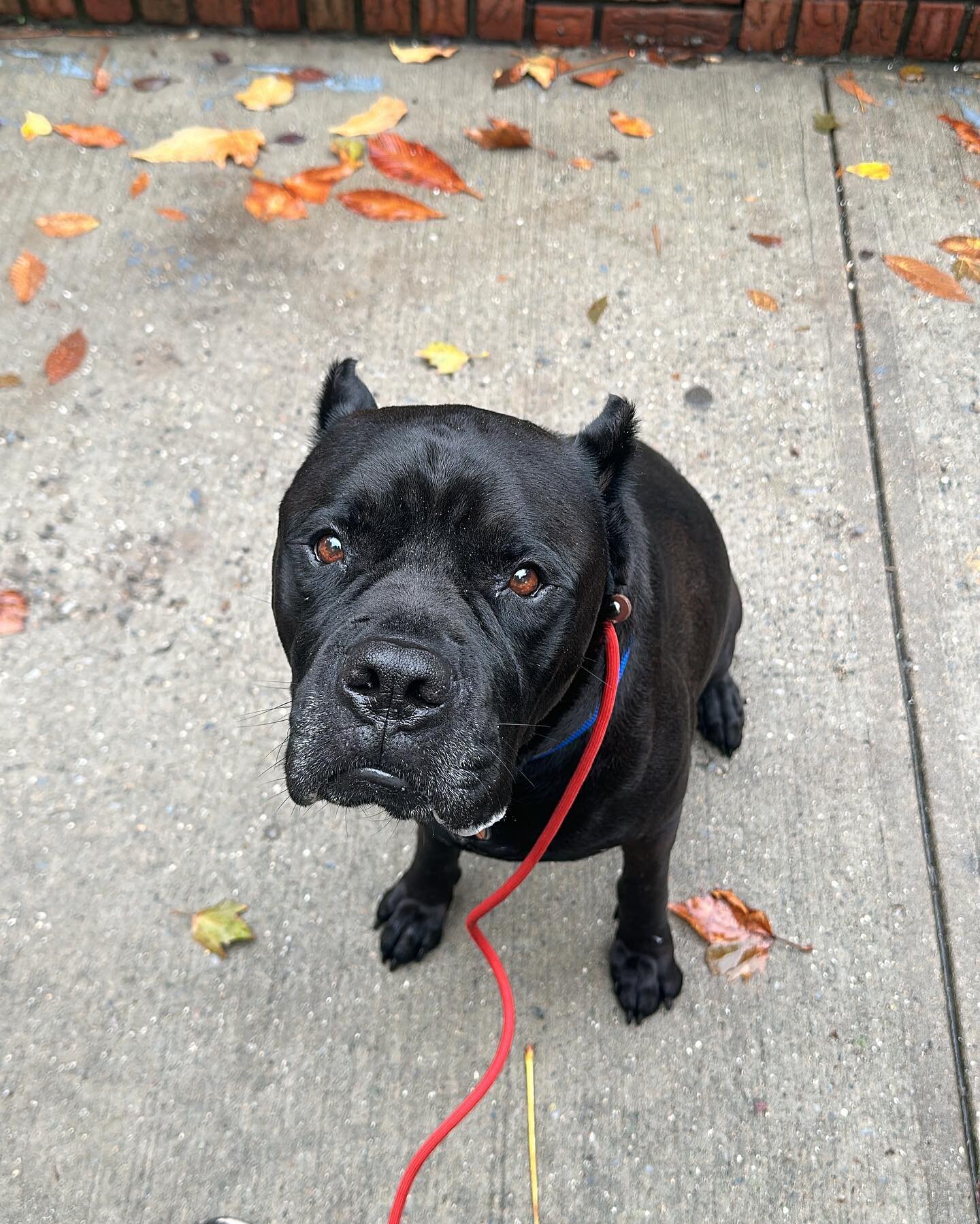 First day with Moose #canecorso #dogstagram #dogtreats #fypシ #fyp #fy #rescuedog #rescuedogsofinstagram