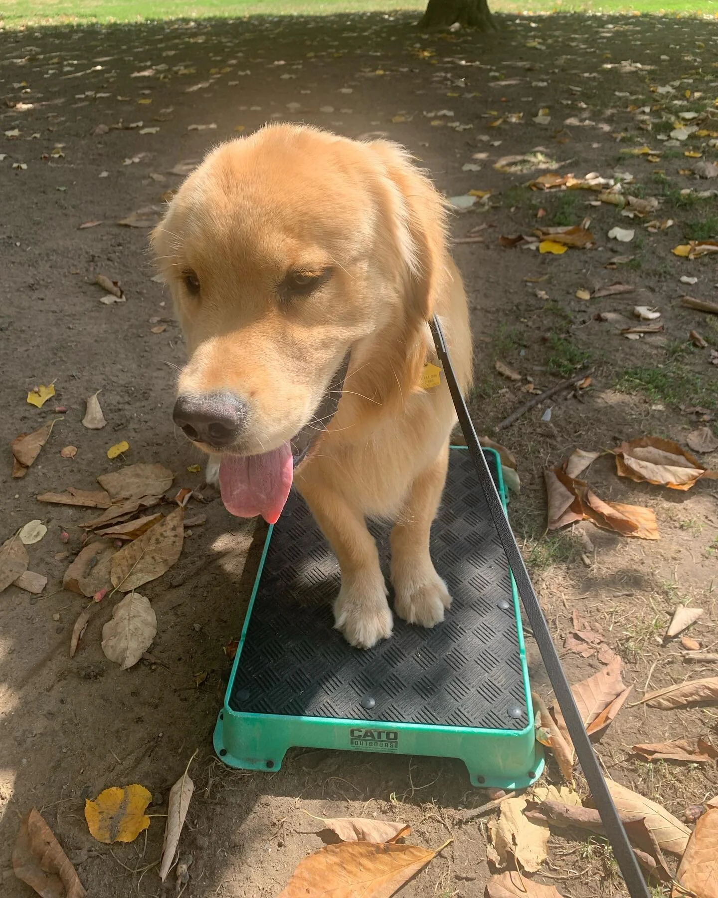 Working with Percy is always fun . #catoboard 
#prospectpark #dogtraining #parkslope #dogs #smart #smartdog #dogtrainer #puppylover #doglovers  #fyp #fypシ #happyhowiesdogtreats #goldenretriever #goldenretrievers #puppies #balancetraining #positiverei