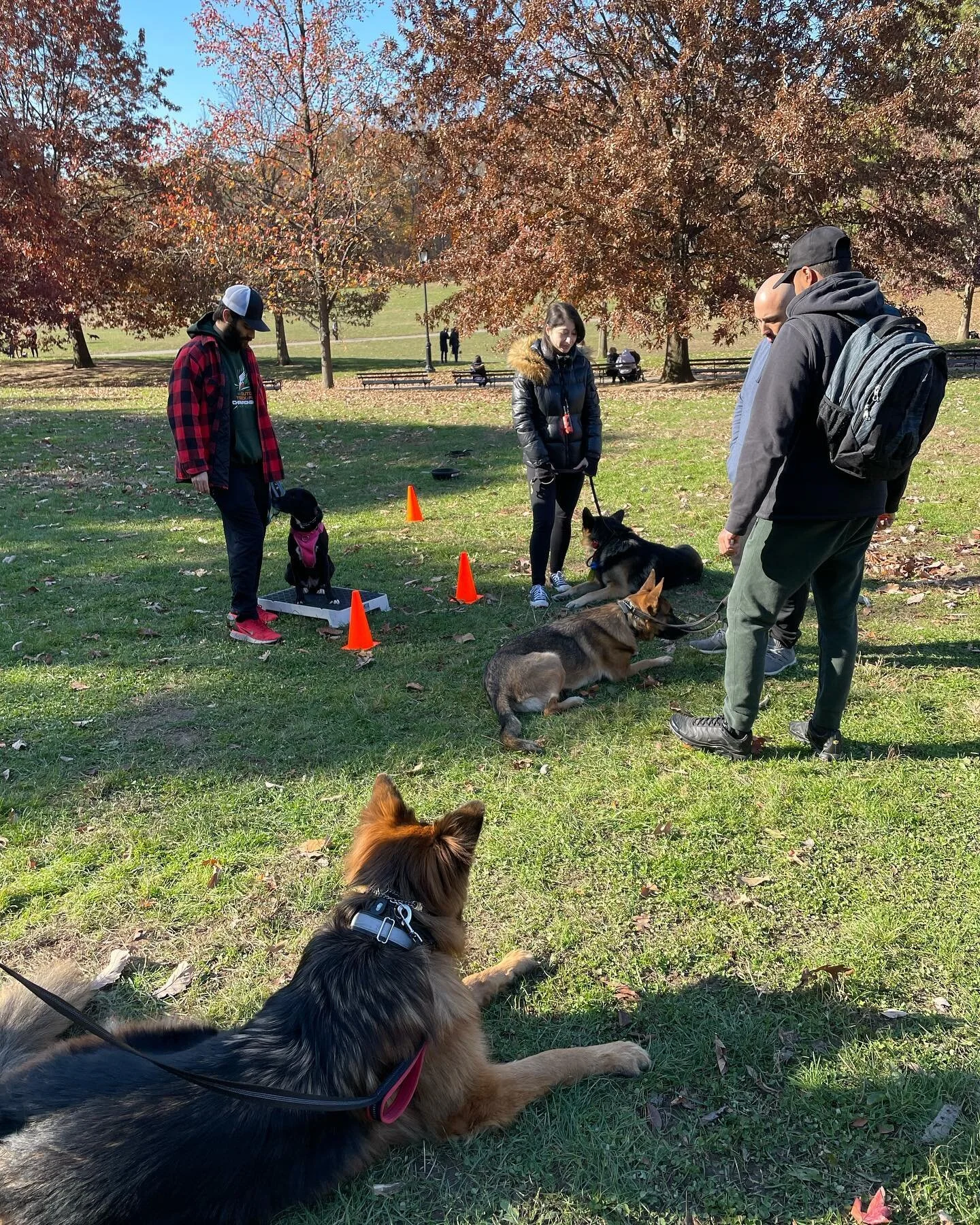 Great 1st group session! Lincoln, Stevie and Laney did a great job today! 
#leashtraining #dogsofinstagram #dogtraining #dogtrainingtips #doglife #brooklyn #dogtrainingadvice #prospectpark  #dogtrainersofinstagram