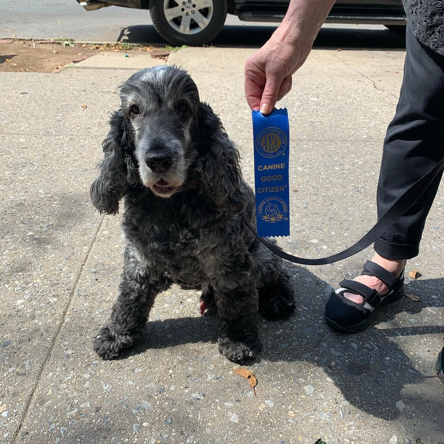 Good job Jackson on completing the CGC! Come train with us at jabirsdogtraining.com
#veteranowned #usmc #nycdog 
#akc #akcevaluator #cgc #caninegoodcitizen #caninegoodcitizenintraining #caninegoodcitizentest #dogtraining #prospectparkdogs #dogtrainer