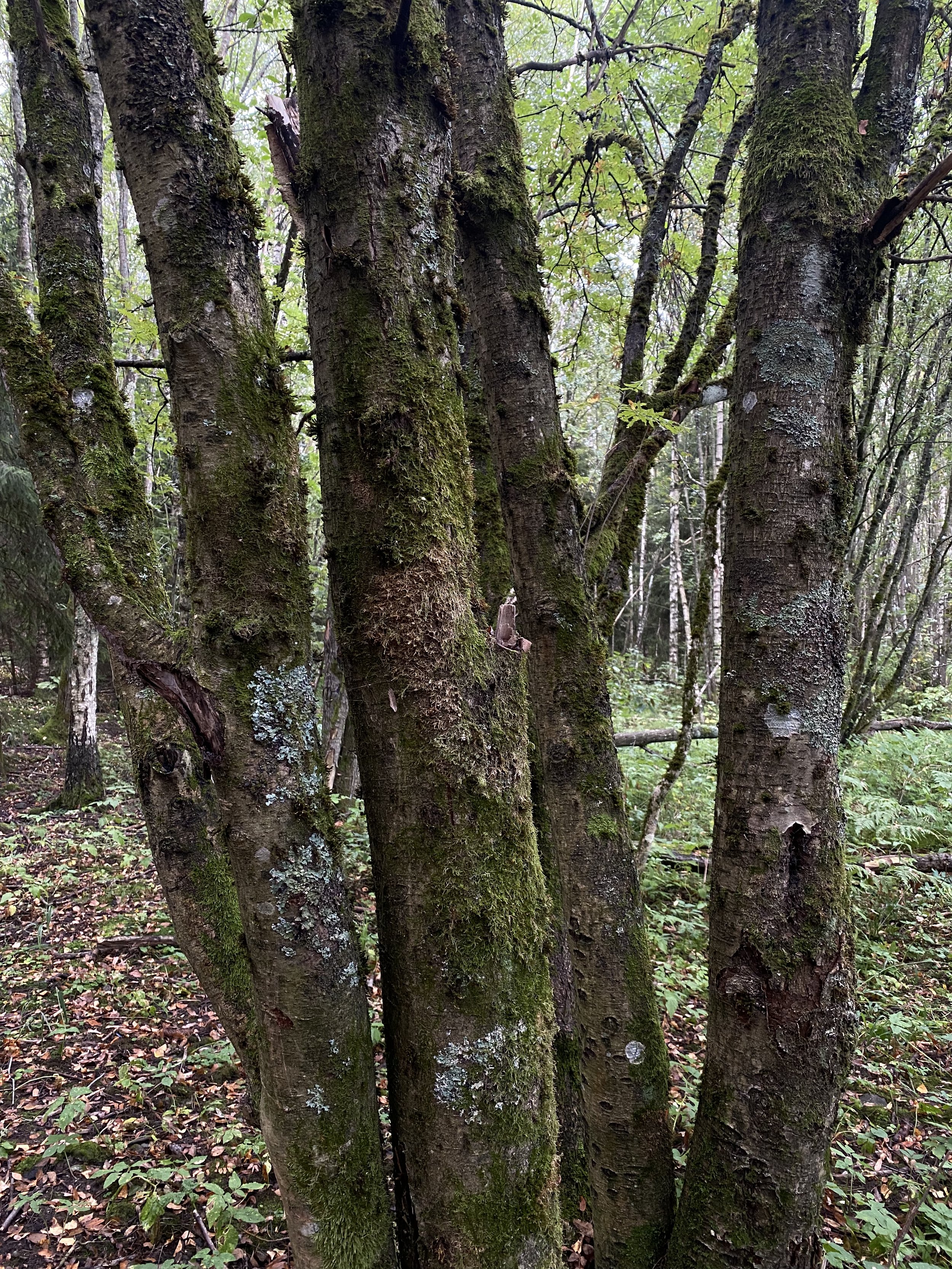 image 0014.jpeg