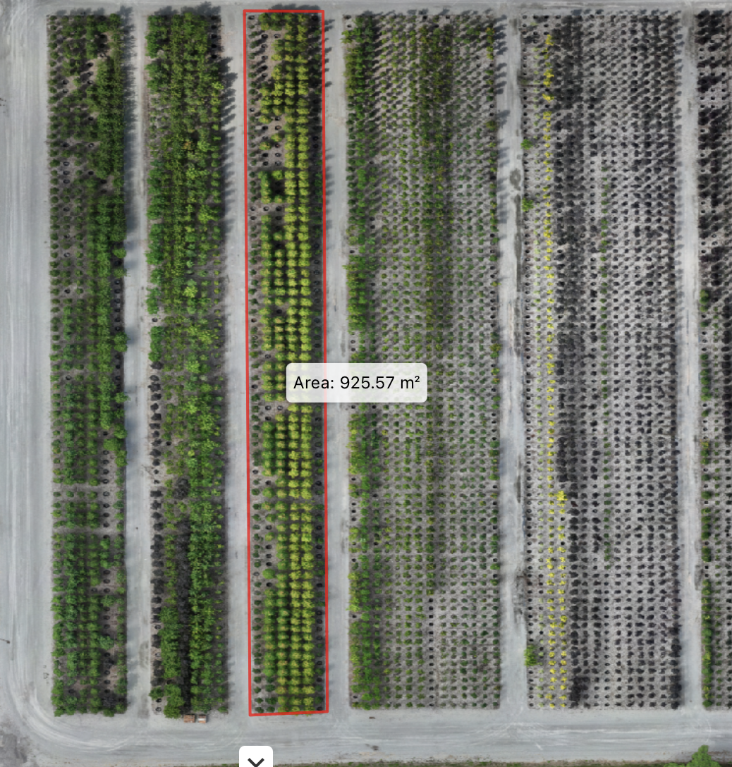 Aerial view of a tree nursery with multiple rows of trees, some with green foliage and others with sparse or no leaves, organized in parallel lines. One row is outlined in red with an area measurement of 925.57 square meters.