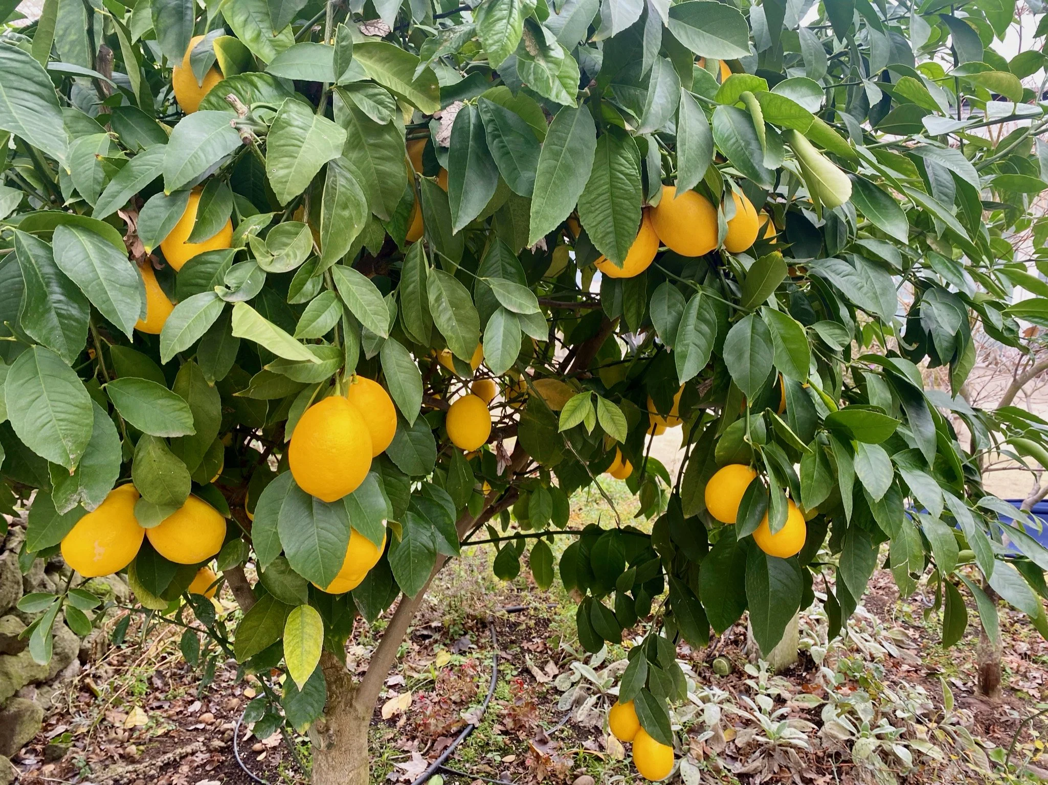 Vista Del Monte Estate — Chico Vista Properties