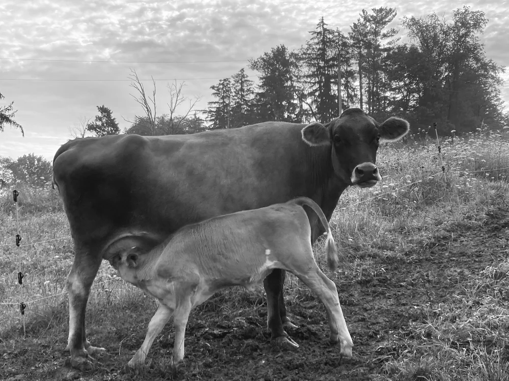 About — The Healing Land