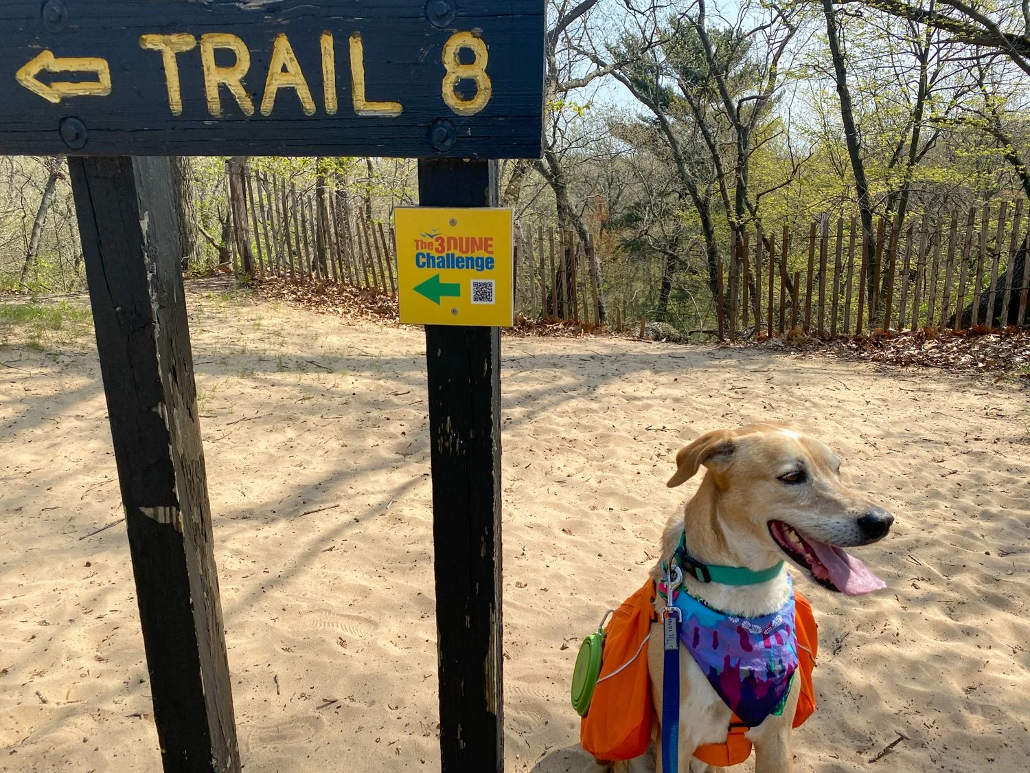 3 Dunes Challenge at Indiana Dunes State Park