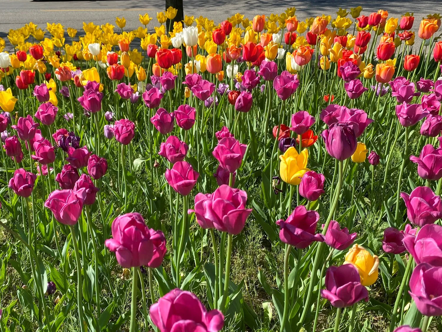 LeeAnn's tulip related photos