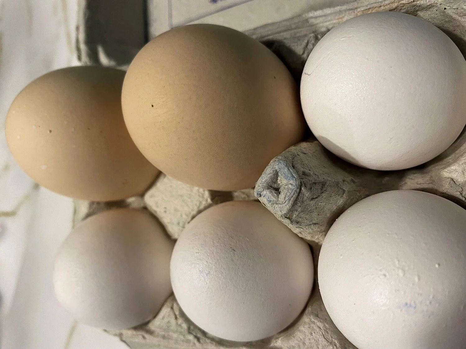 Huge Eggs!