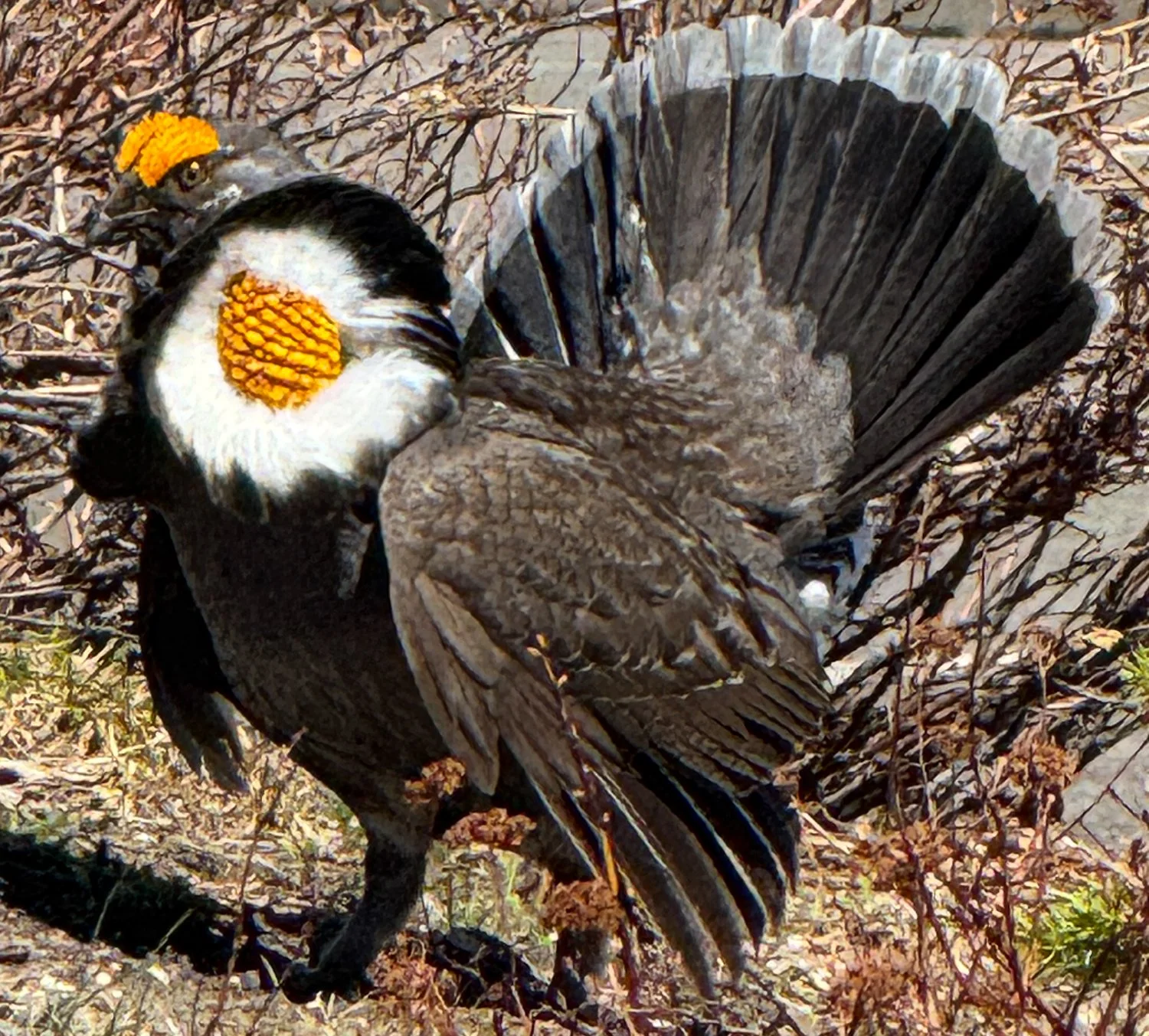 grouse (1 of 1).jpg