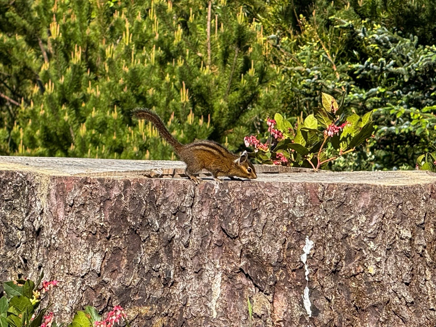 Chipmunk (1 of 1).jpg