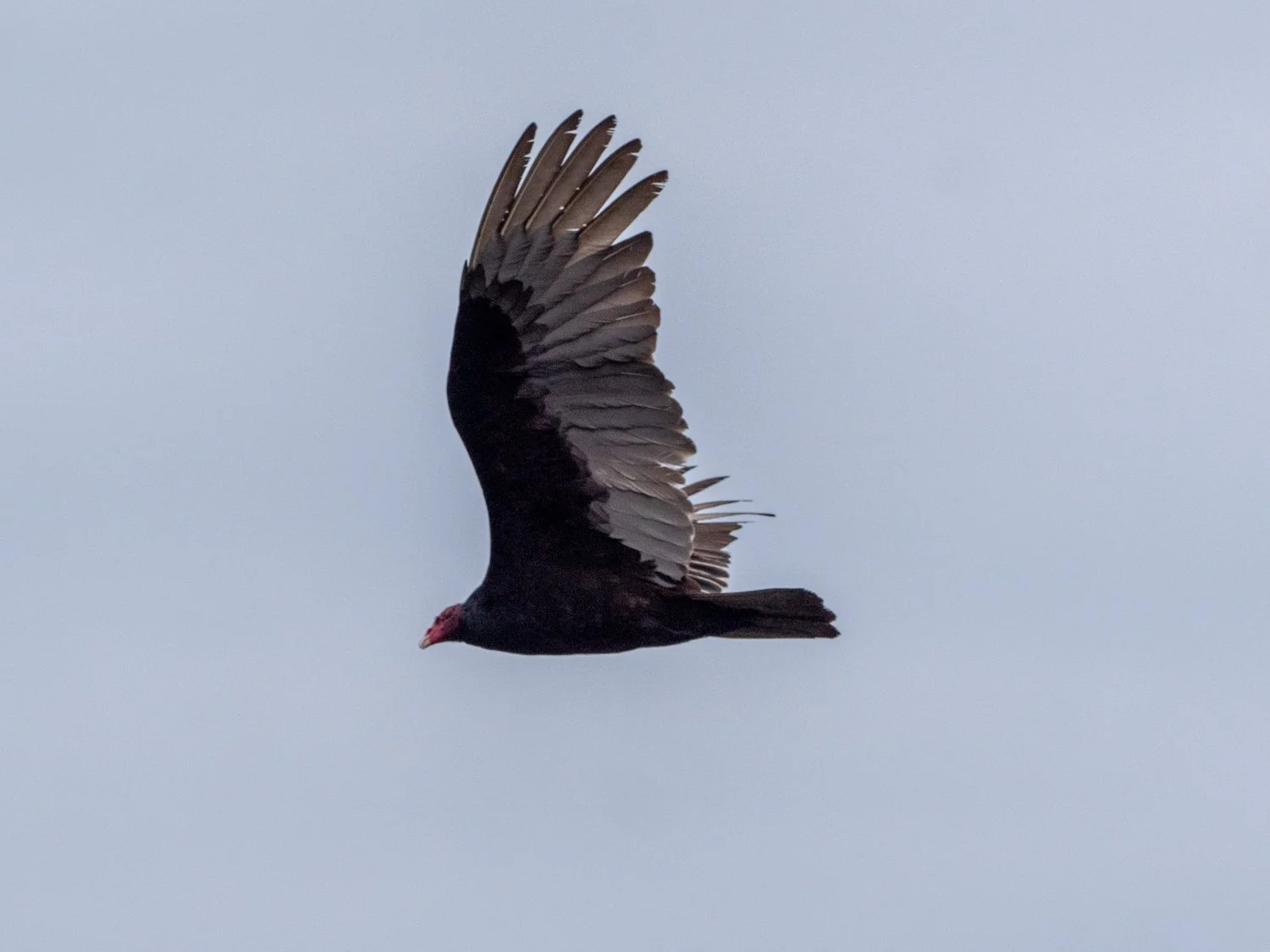 condor (1 of 1).jpg