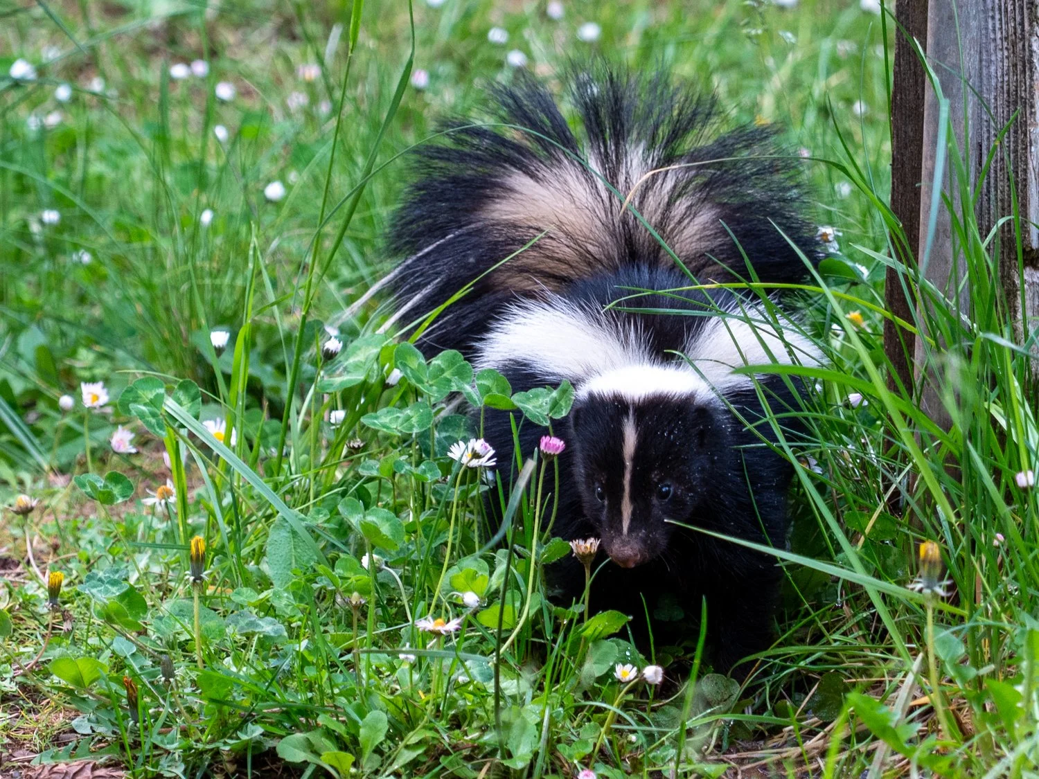 Skunk (1 of 1).jpg
