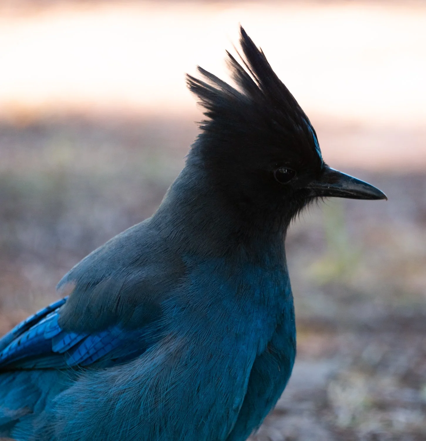 Stellar's Jay (1 of 1).jpg