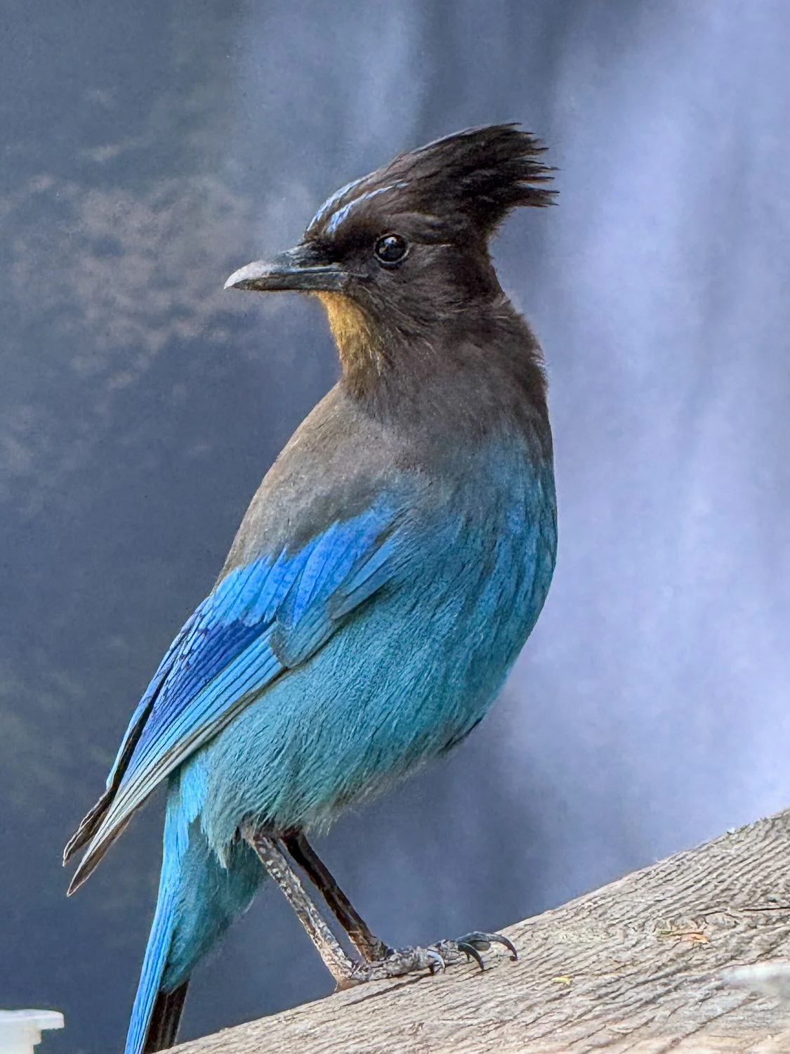 Stellar's Jay (1 of 1)-2.jpg