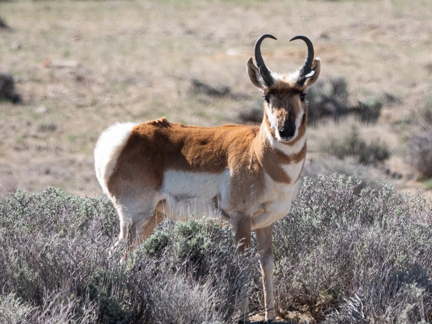 pronghorn (1 of 1).jpg