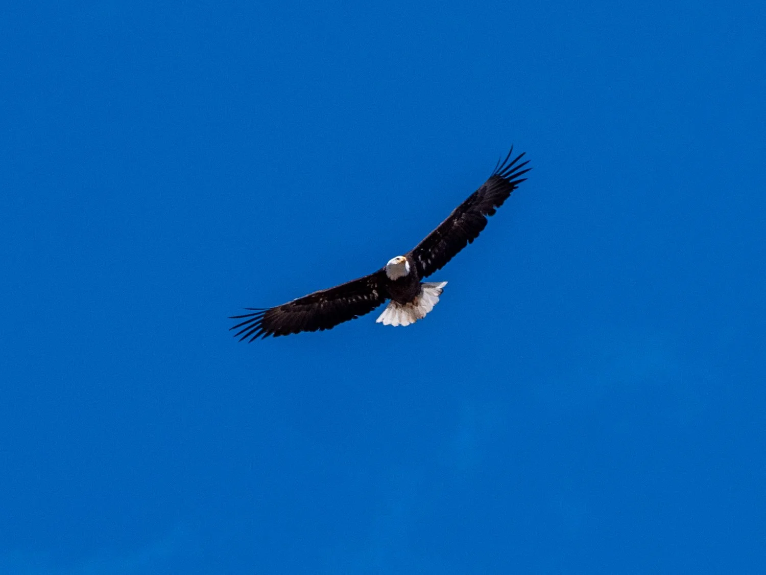 eagle (1 of 1).jpg