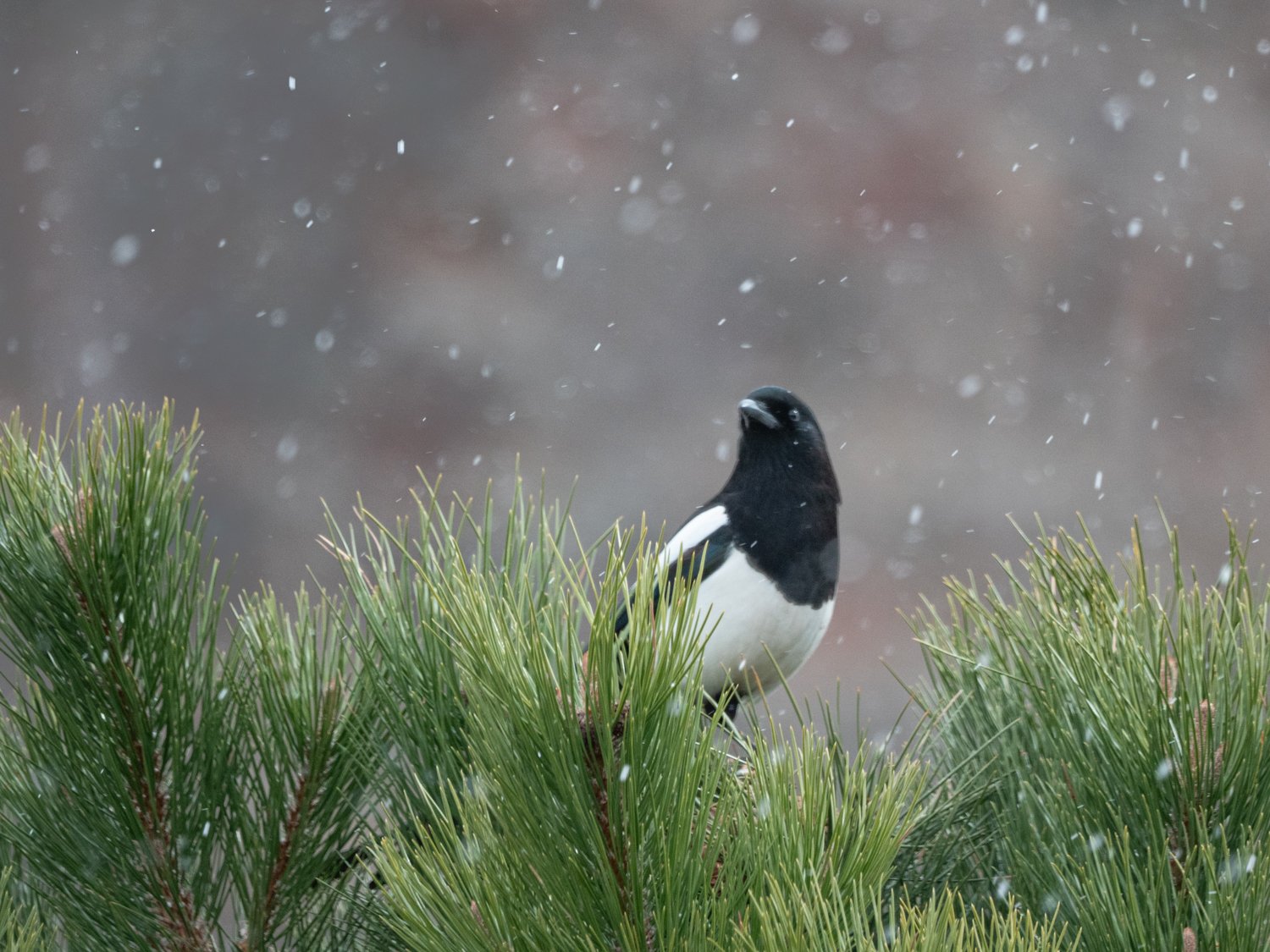 magpie in snow (1 of 1).jpg