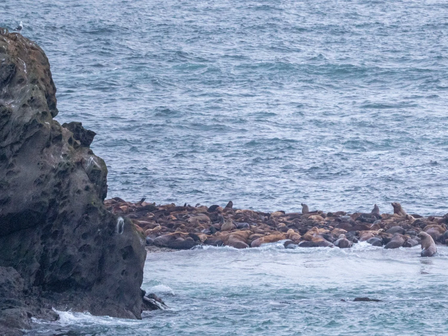 sea lions (1 of 1).jpg