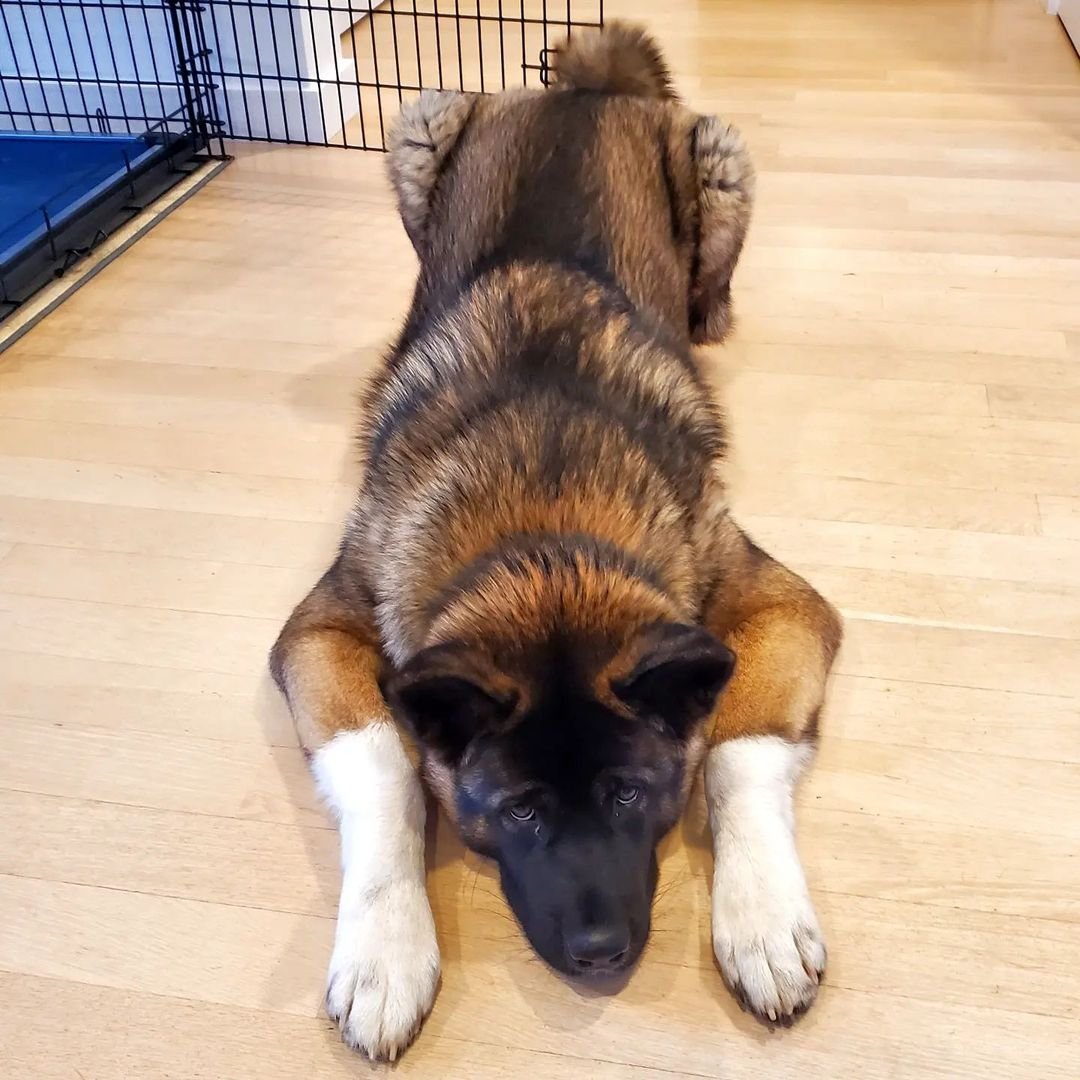 Ursus10months.jpeg