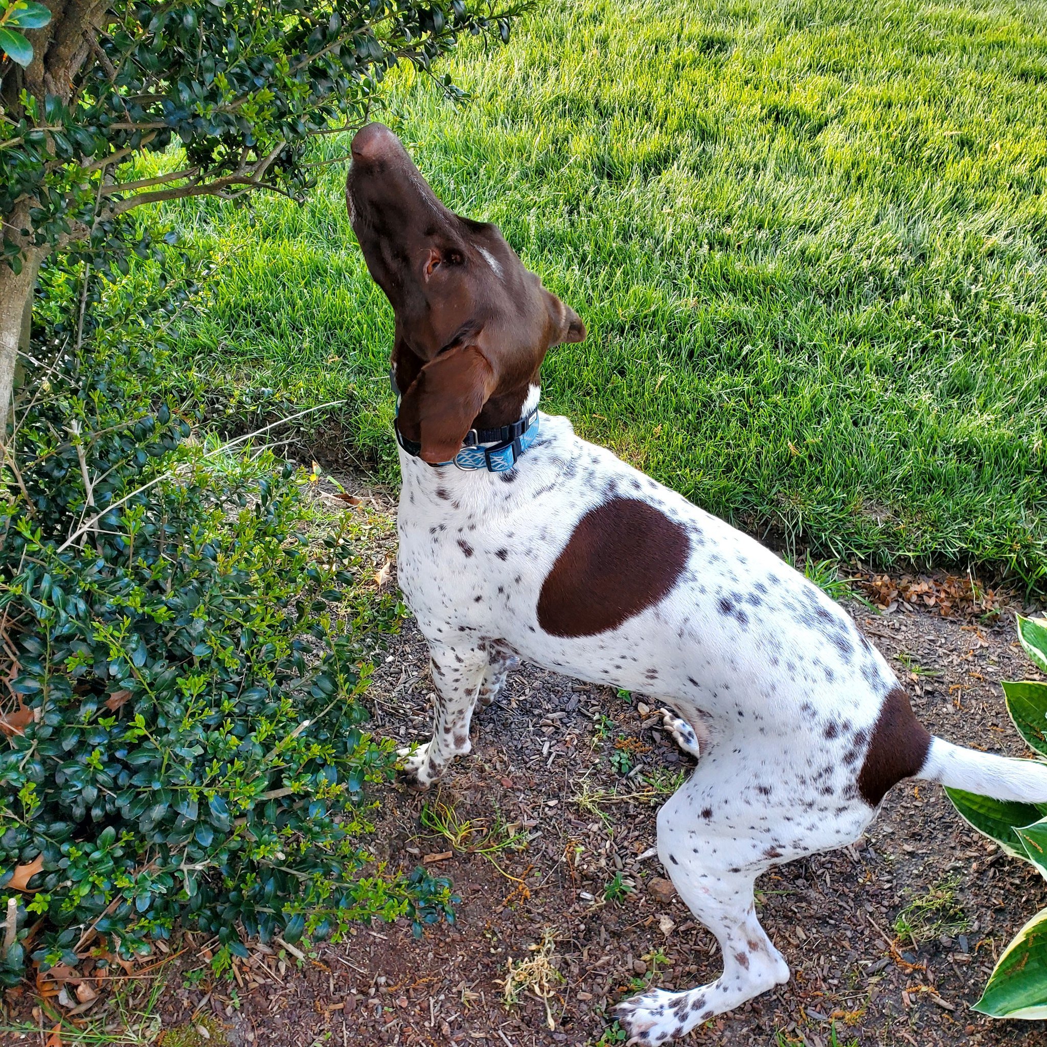 Emma searching for a bird in the bush.