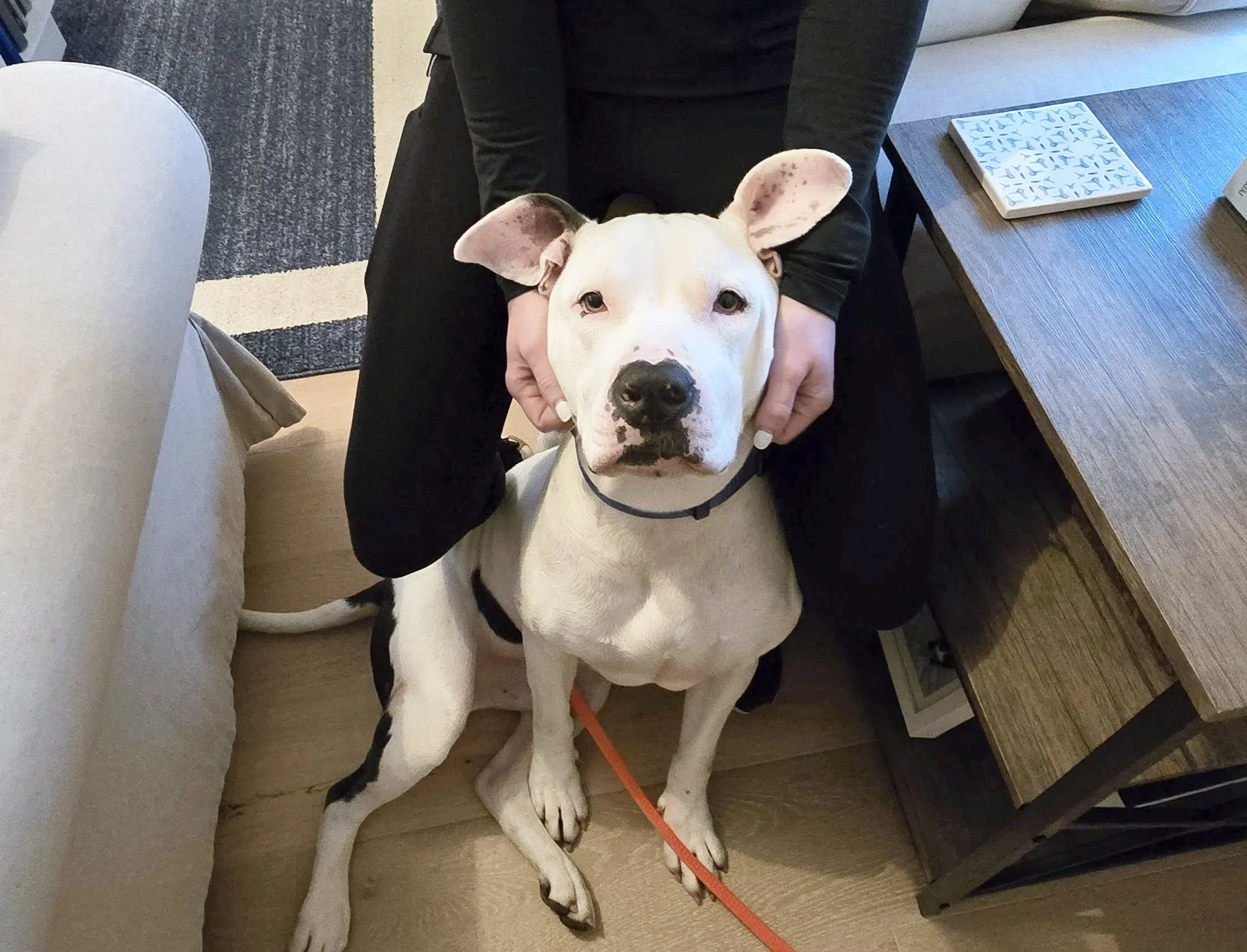 Iggy learning basic obedience shortly after arriving to his home from a foster home.  The owners wanted to pattern good behaviors from the start. He is a very quick learner and adjusting to his new home where he will thrive.
