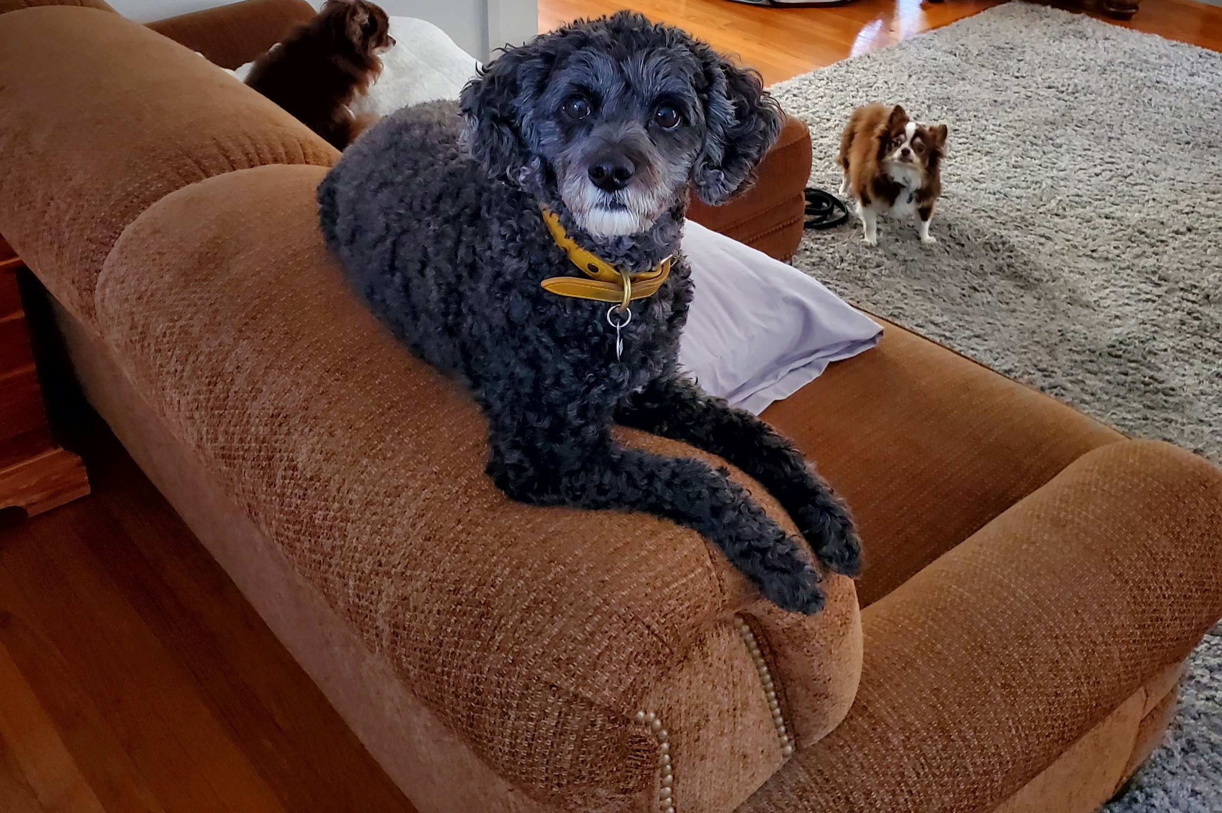 Harley, incredibly smart, needy, but I really enjoyed her!
