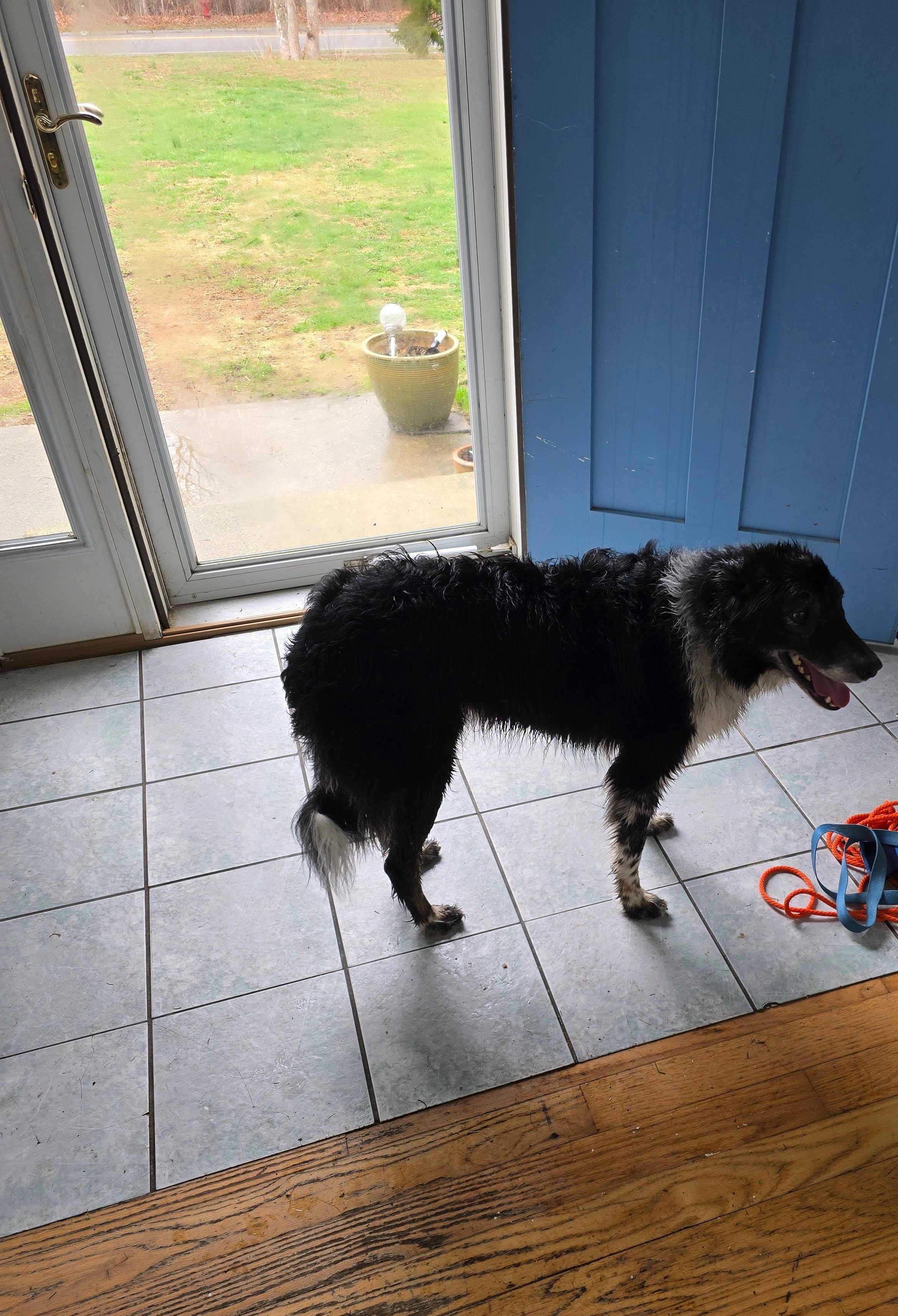 Shep, a Border Collie, just needed so direction in what we want him to do. Off the charts smart and intent. He is not allowed to chase cars while on the leash. I like these high energy dogs!