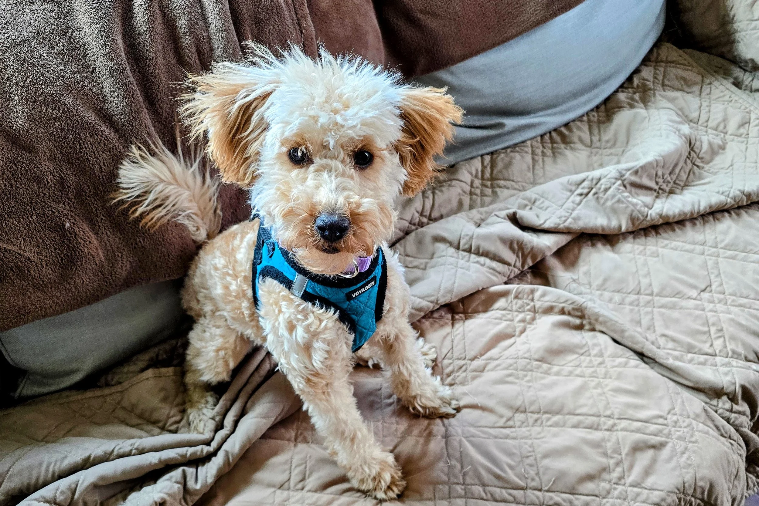 Rue, confident, energetic doodle, and CUTE, learning leash walking, how to wait, playing with her buddy Murph, Teaching calmness!